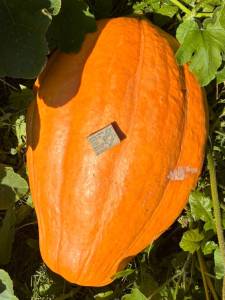 IMG_7553.thumb.jpeg.6132c416c4b25f6c52fd65ee3cbbbfec.jpeg