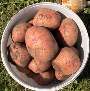 IMG_7557.thumb.jpeg.cc72a69a5d9b09231bfa185a06b57e45.jpeg
