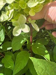IMG_8877.jpeg