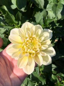IMG_9093.jpeg