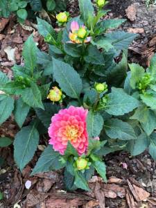 IMG_9115.jpeg
