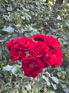 IMG_9116.jpeg