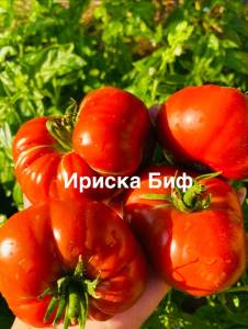 IMG_9769.jpeg