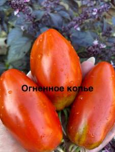 IMG_9794.jpeg