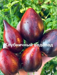 IMG_9799.jpeg