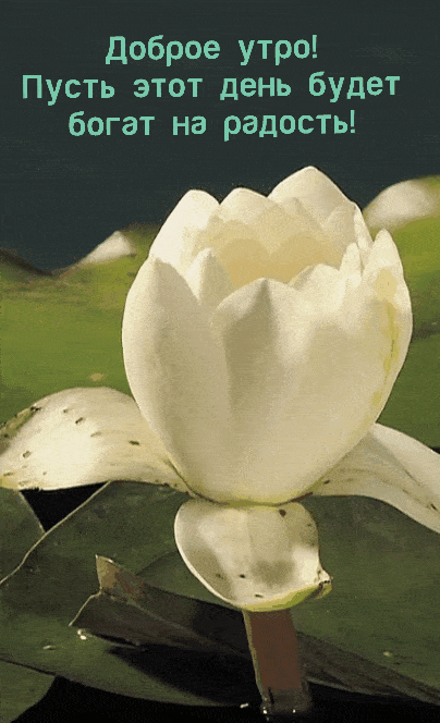 dobrogoutra_ru_10078.gif