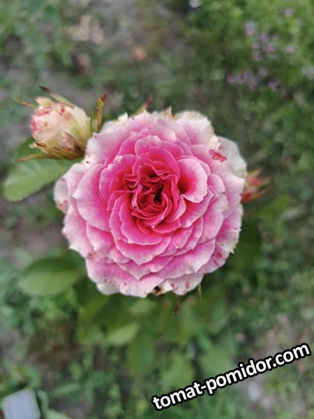 large.1649972418_.jpg.19afacd12ecdff01b79ce91ffc6d569a.jpg