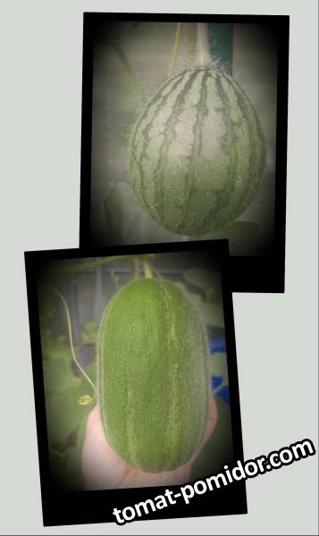 large.20260802_125010-COLLAGE.jpg.0fc80d0f38badcf51b122e6a7bd06200.jpg