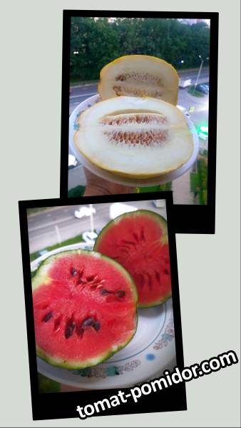 large.20260816_044336-COLLAGE.jpg.b346e936b09ee708a1d69628c9bac090.jpg