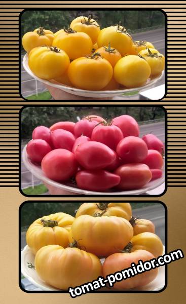 large.20260817_143358-COLLAGE_1.jpg.f051df1c14ddd2bd5adc44d639f72d26.jpg