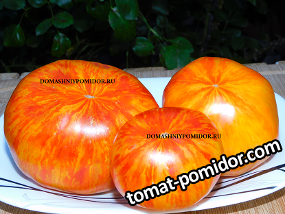 large.856235384_1.png.0317f7ec7a249e9aed02bb572a2bbb02.png