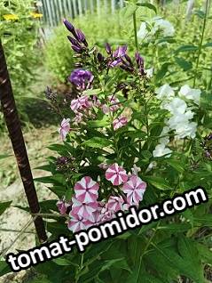 large.IMG_20260725_112859_979@-872559400.jpg.281cbd0545f5379a96f6f806e09746bc.jpg