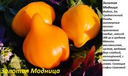 Золотая Модница.jpg
