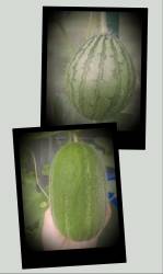 20260802_125010-COLLAGE.jpg