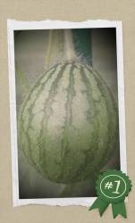 20260802_125738-COLLAGE.jpg