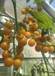 Yellow leaf sweet cherry potatoФ.jpg