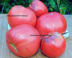 1фаворит из царей Х апге.png