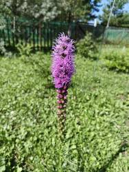 Лиатрис 01.08.2026.jpg