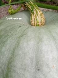 Грибовская