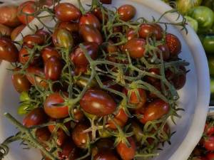 Tiger Eye cherry tomatoes