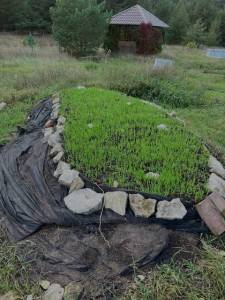 Cover crops sprouting on watermelon bed