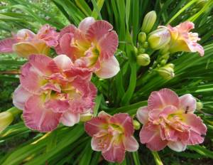 DSC04324~2.JPG