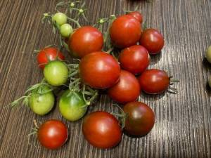 Choco Baby tomatoes