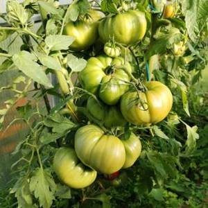 Huge Jasmina pink tomato