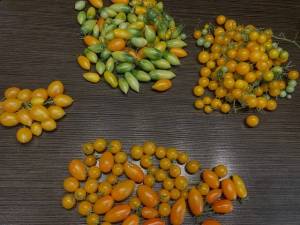 Cherry tomato variety close up