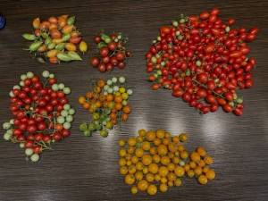 Harvested cherry tomatoes mix