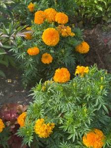 IMG_0485.thumb.jpeg.ea35905333842f023f155515add9cf42.jpeg