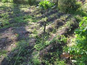 IMG_1502.thumb.JPG.fa765ae96bfa17f757eff259ec0c544b.JPG