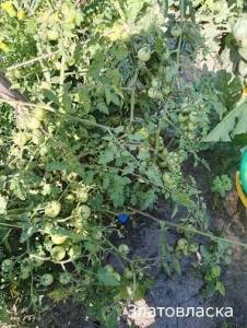 Zlatovlaska bush growing in the garden