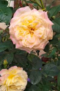 IMG_20260908_105500.jpg