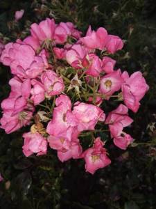 IMG_20260908_183030.thumb.jpg.bf6fb683a2bd8de3275d71f4101a4cdb.jpg