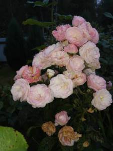IMG_20260908_183054.thumb.jpg.63bdf90afdc0fc83f2668bd96c5d5b04.jpg