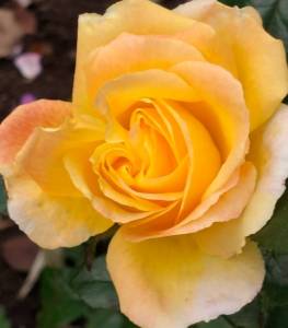 IMG_20260916_123117.jpg
