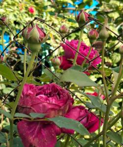 IMG_20260916_124135.jpg