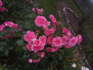 IMG_20260919_172358.thumb.jpg.bc84814dce9c903a731efaca4da95032.jpg
