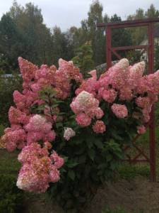 IMG_20260919_173040.thumb.jpg.7fd01093e9872af6f3a3f0f170b11ae6.jpg