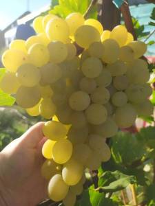 IMG_20260926_183252_937.thumb.jpg.af183a3068f855a6fcc9ae5cf9ee76cd.jpg