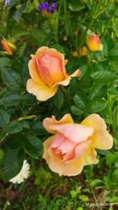 IMG_20260927_100512.thumb.jpg.46307f7dca337ff4605c369b981db5fc.jpg