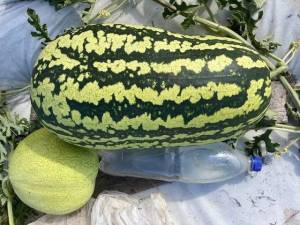 IMG_2510.thumb.jpg.3f4bc0e1681c4d4d5371a668ce72a6b2.jpg