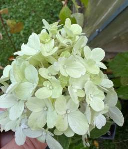 IMG_3570.jpeg