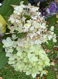 IMG_3571.jpeg