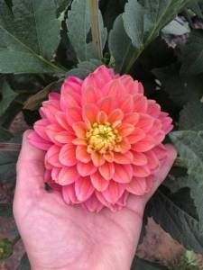 IMG_9163.jpeg