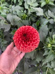 IMG_9164.jpeg