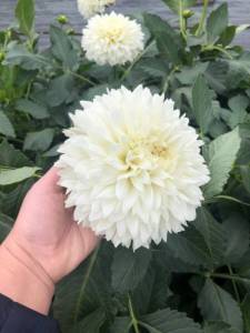 IMG_9166.jpeg