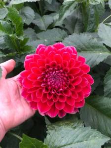 IMG_9209.jpeg