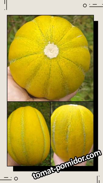 large.20260907_151959-COLLAGE.jpg.17638521ca4e387ded374e2e7d945a05.jpg